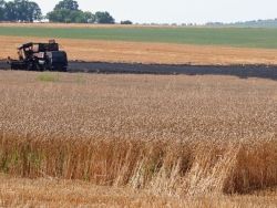 Россия: урожаю зерновых снова грозит засуха
